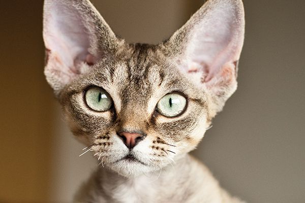 Devon Rex Kittens