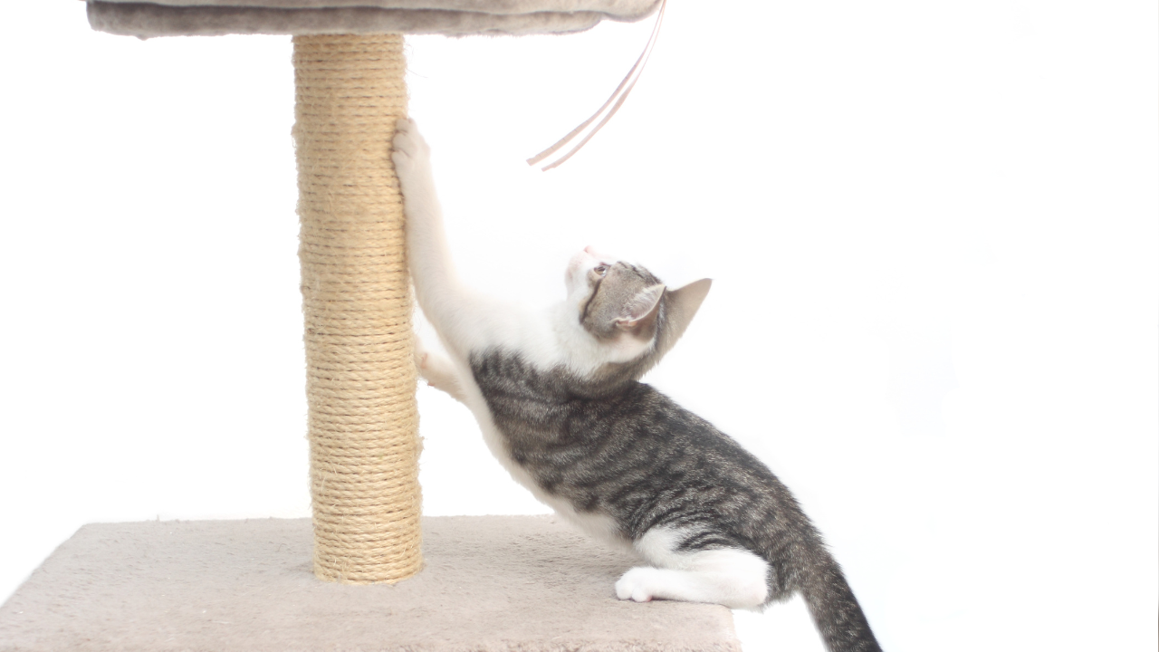 Teaching Your Kitten Not to Scratch Furniture