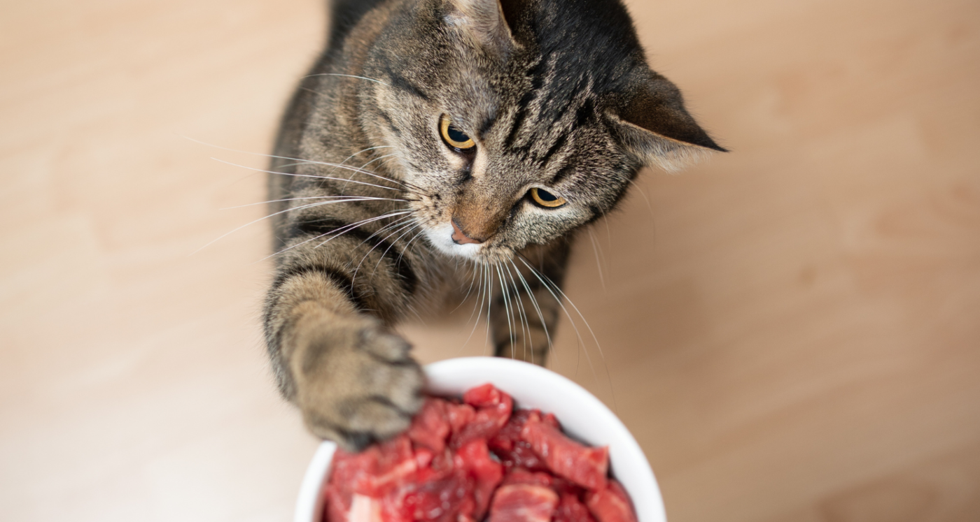 Feeding Techniques for Newborn Kittens