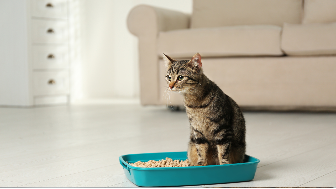 House training strategies for feral cats