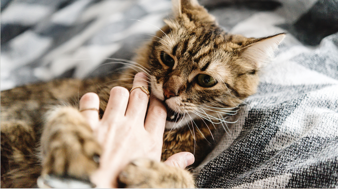 solutions to stop kitten biting and scratching