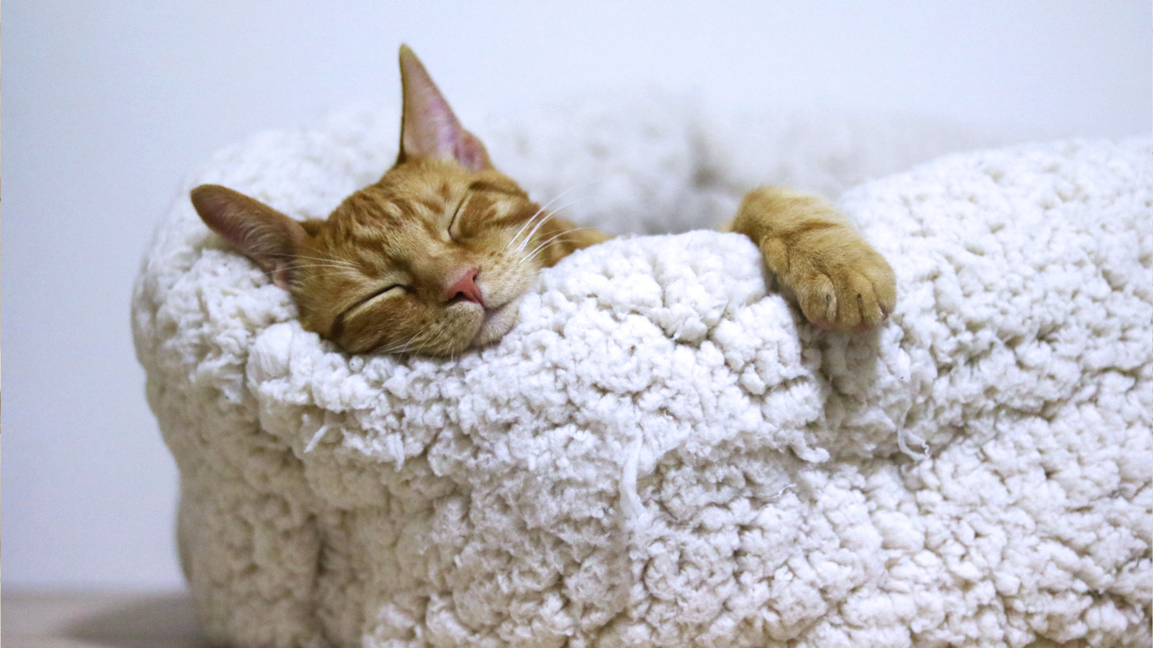 ways to help your cat sleep